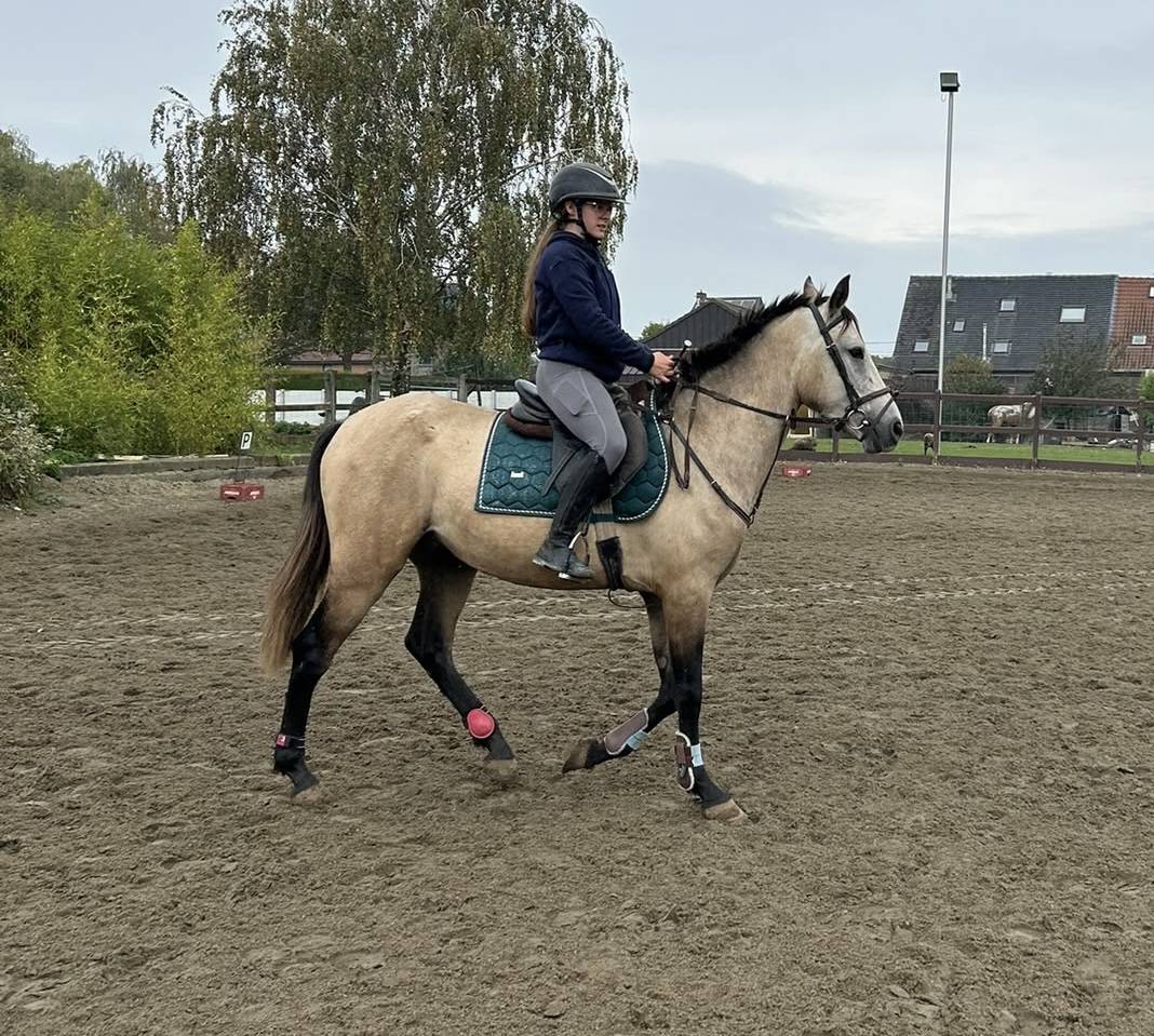 Gelding PRE Pure Spanish Bred For sale 2023 Buckskin