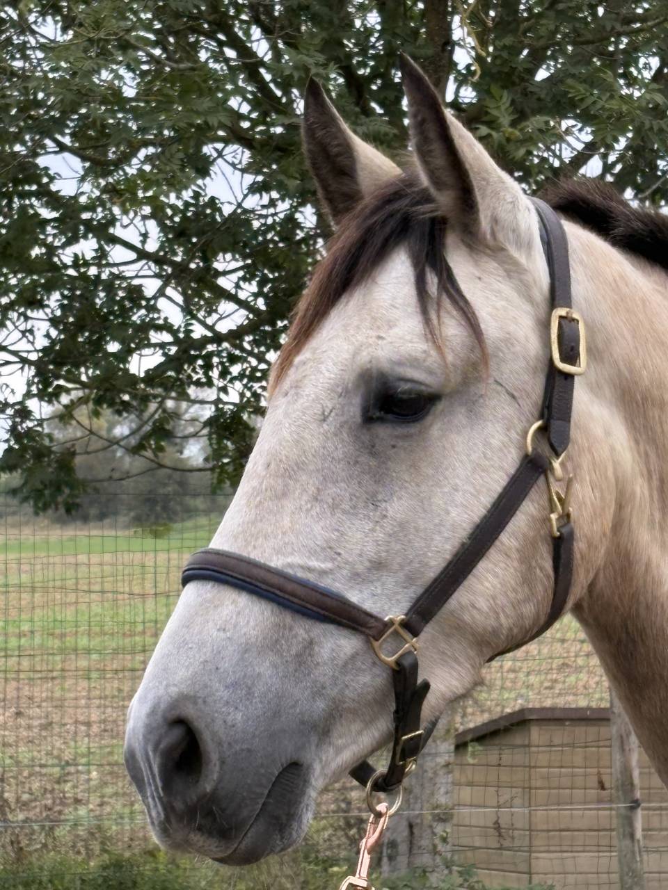Gelding PRE Pure Spanish Bred For sale 2023 Buckskin