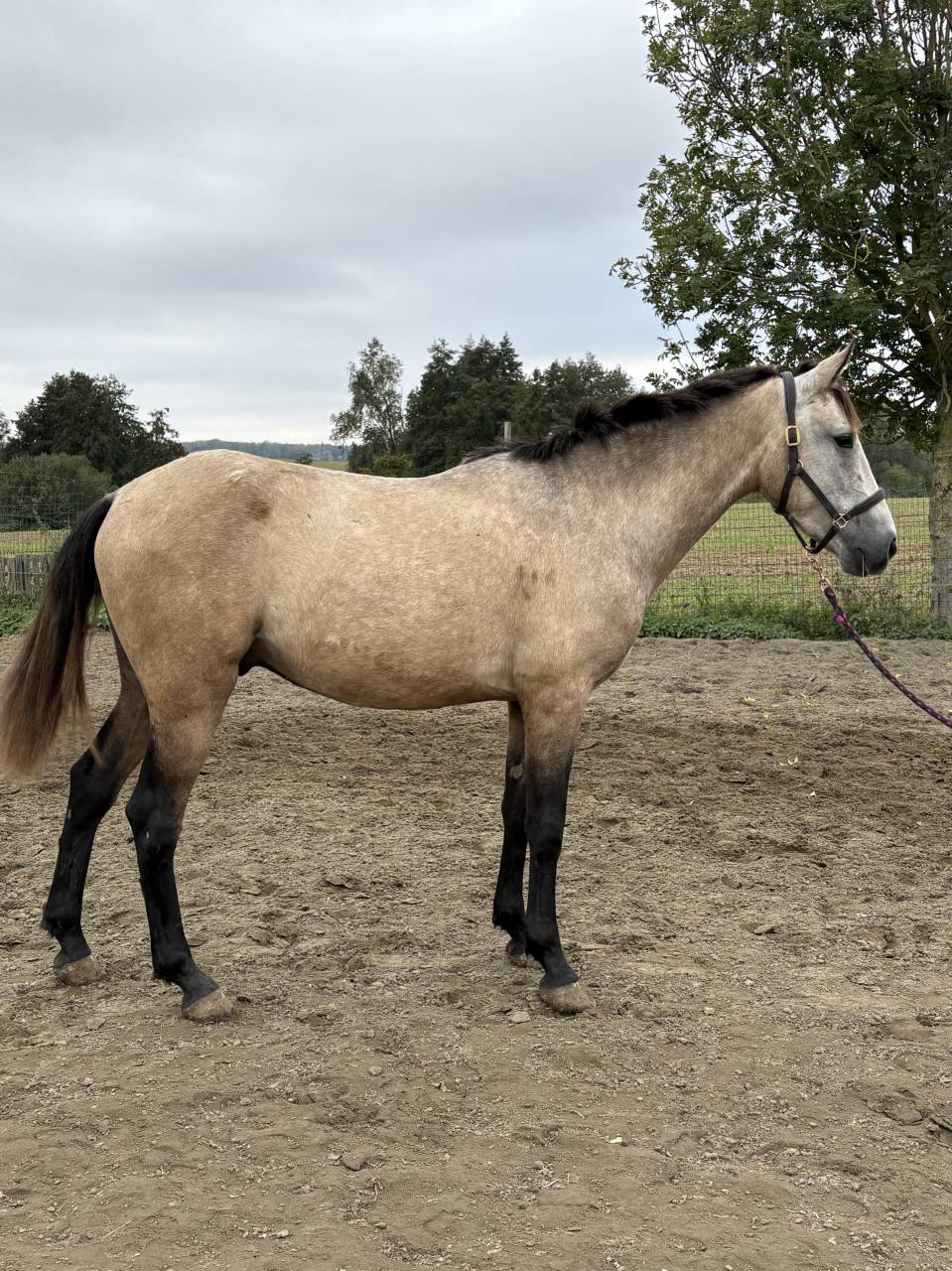 Gelding PRE Pure Spanish Bred For sale 2023 Buckskin
