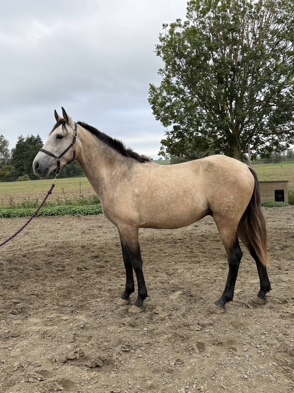 Gelding PRE Pure Spanish Bred For sale 2023 Buckskin