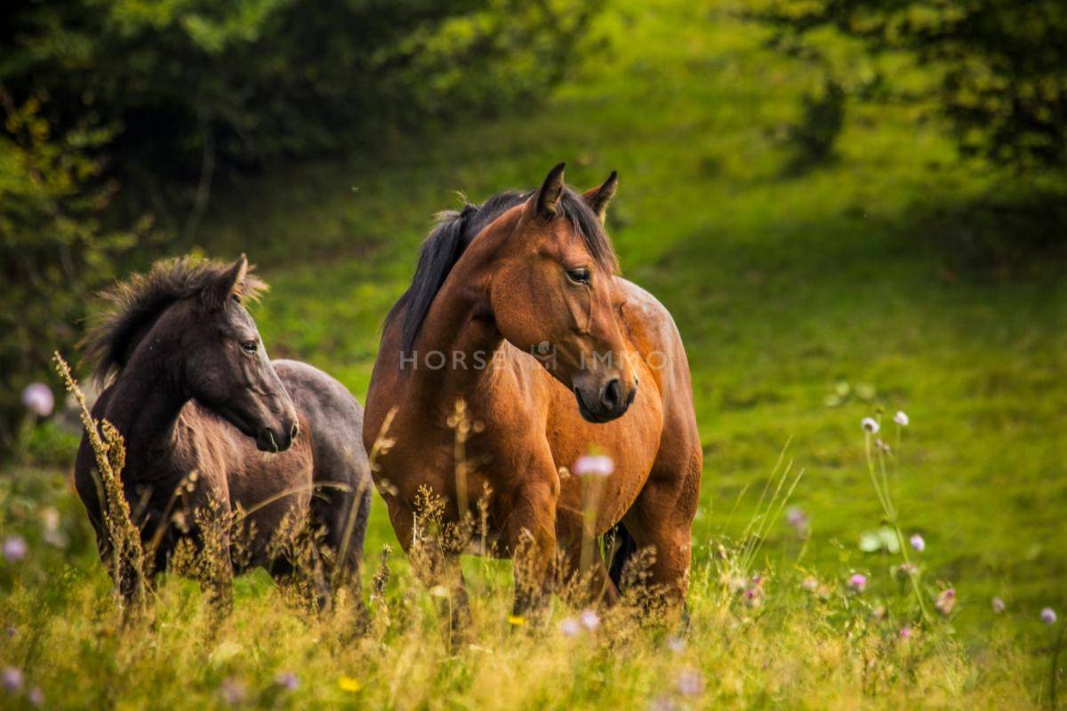 Equestrian property  Bouches-du-Rh&ocirc;ne