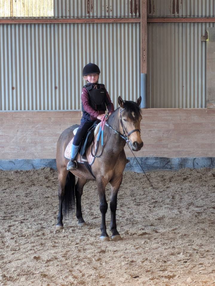 Gelding Origin Recorded Part-Livery 2021 Bay