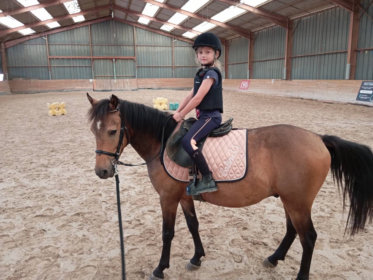 Gelding Origin Recorded Part-Livery 2021 Bay