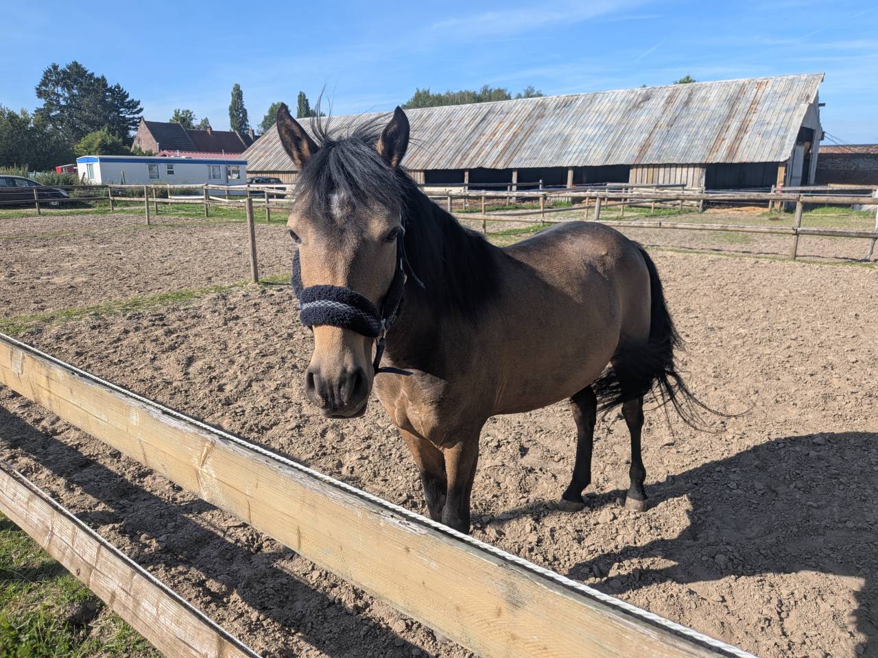 Gelding Origin Recorded Part-Livery 2021 Bay