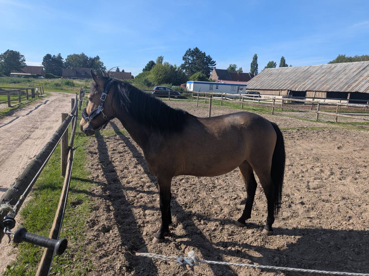 Gelding Origin Recorded Part-Livery 2021 Bay