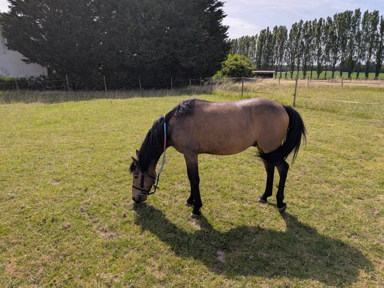 Gelding Origin Recorded Part-Livery 2021 Bay