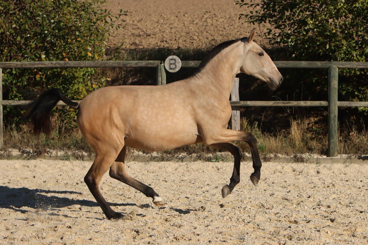 Filly Lusitano For sale 2025 Buckskin