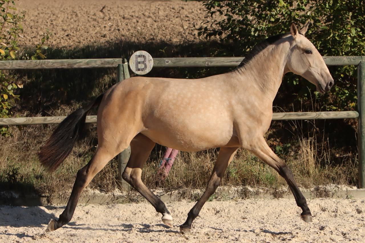 Filly Lusitano For sale 2025 Buckskin