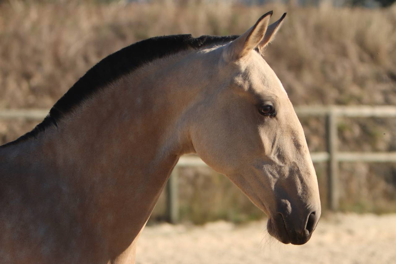 Filly Lusitano For sale 2025 Buckskin