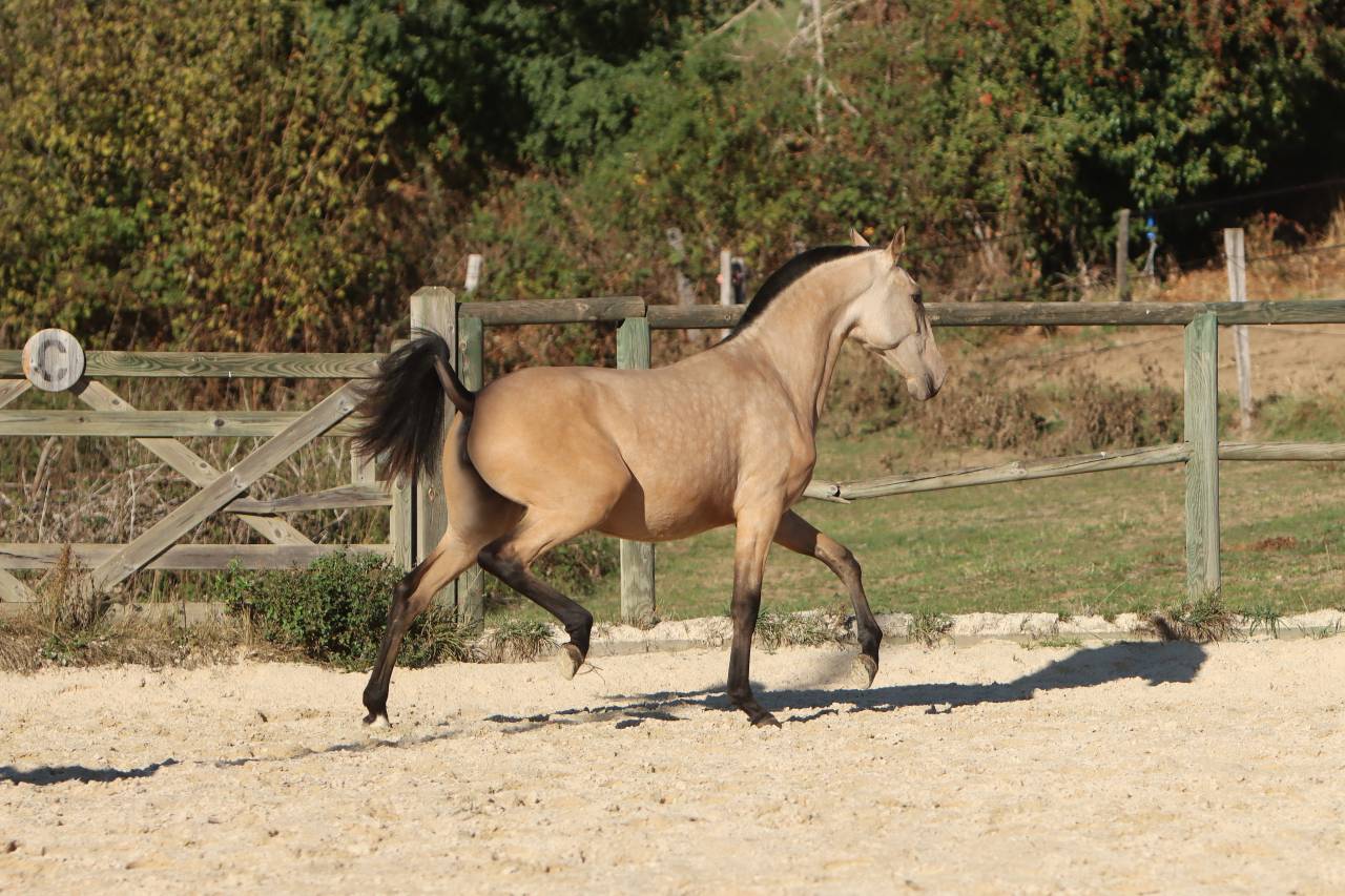 Filly Lusitano For sale 2025 Buckskin