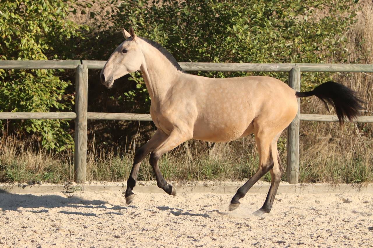 Filly Lusitano For sale 2025 Buckskin