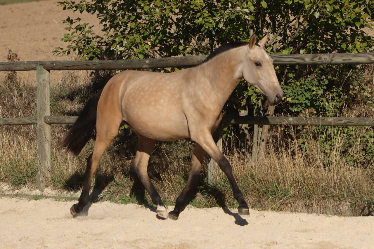 Filly Lusitano For sale 2025 Buckskin