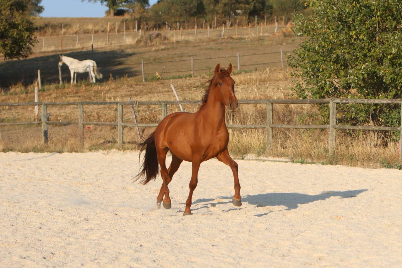 Colt PRE Pure Spanish Bred For sale 2024 Chesnut