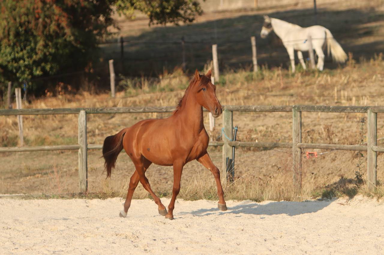 Colt PRE Pure Spanish Bred For sale 2024 Chesnut