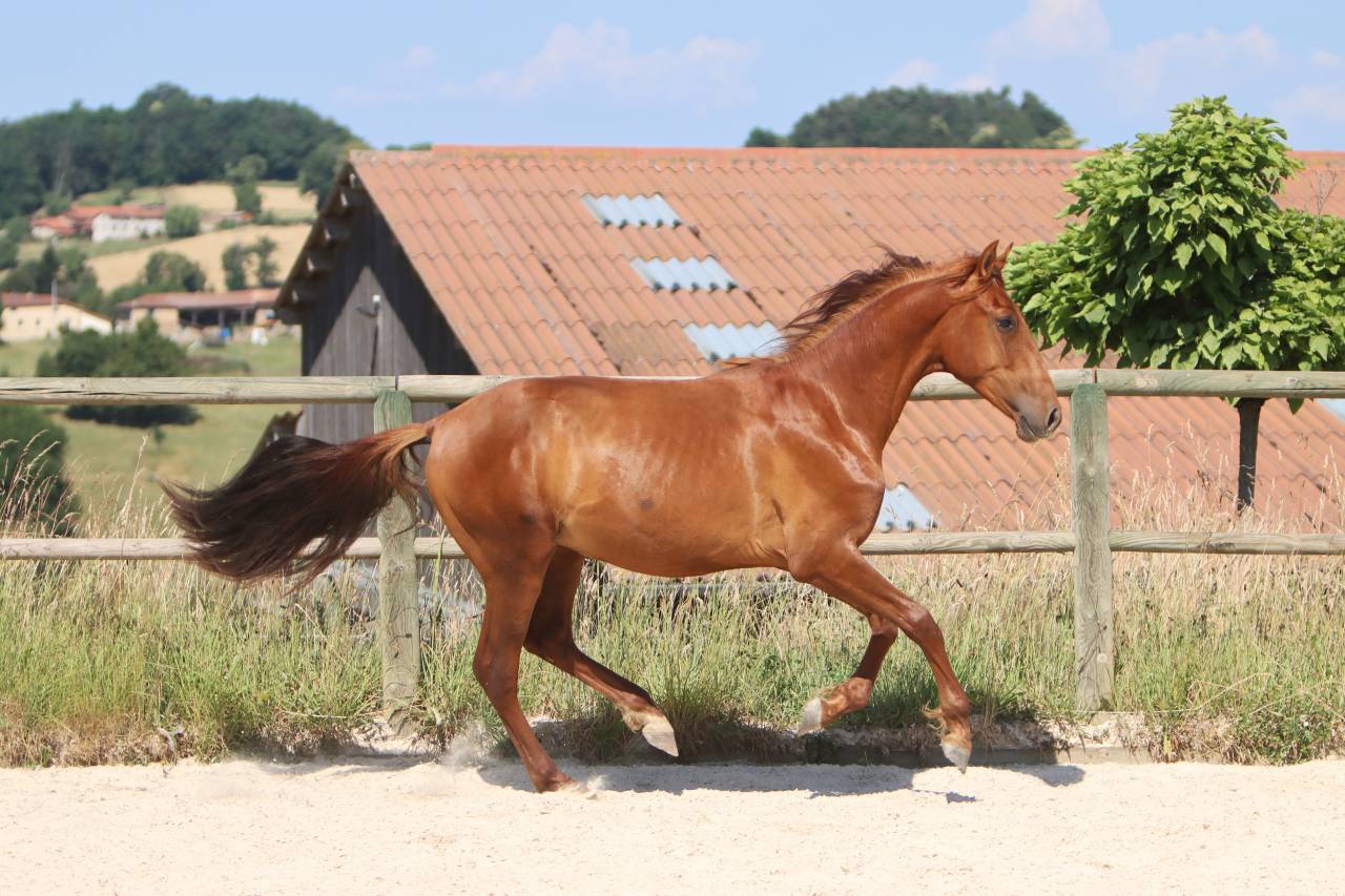 Colt PRE Pure Spanish Bred For sale 2024 Chesnut