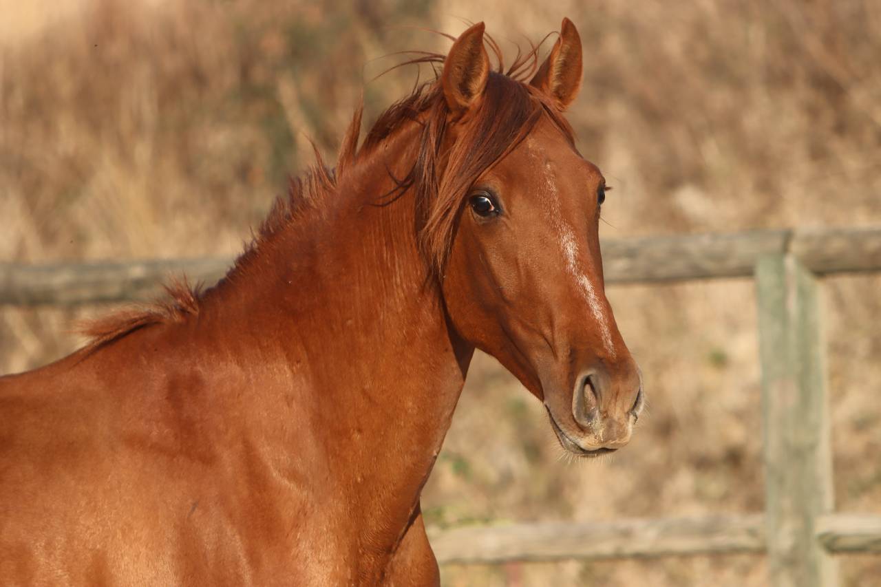 Colt PRE Pure Spanish Bred For sale 2024 Chesnut