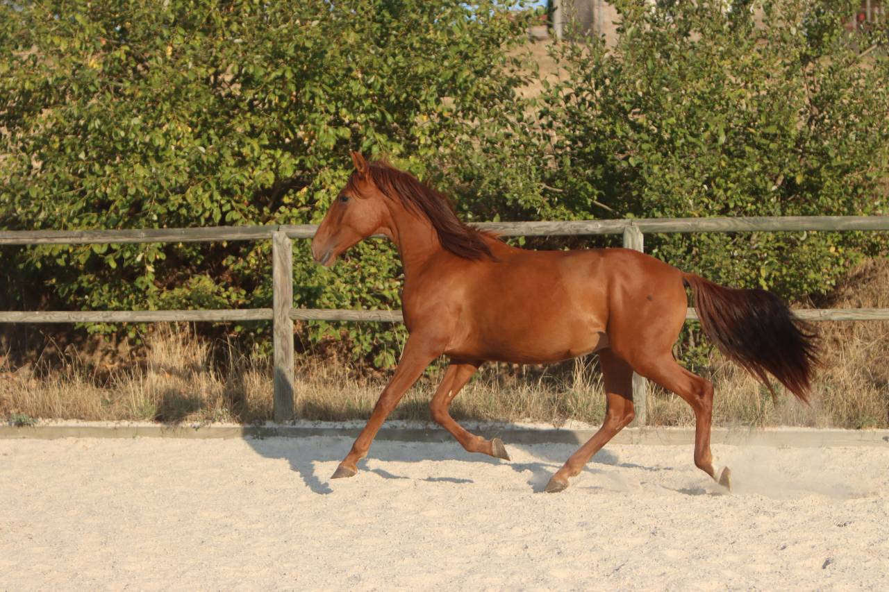 Colt PRE Pure Spanish Bred For sale 2024 Chesnut