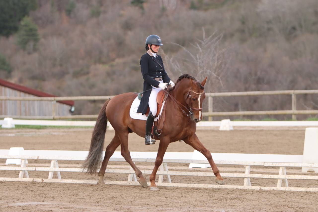 Colt PRE Pure Spanish Bred For sale 2024 Chesnut