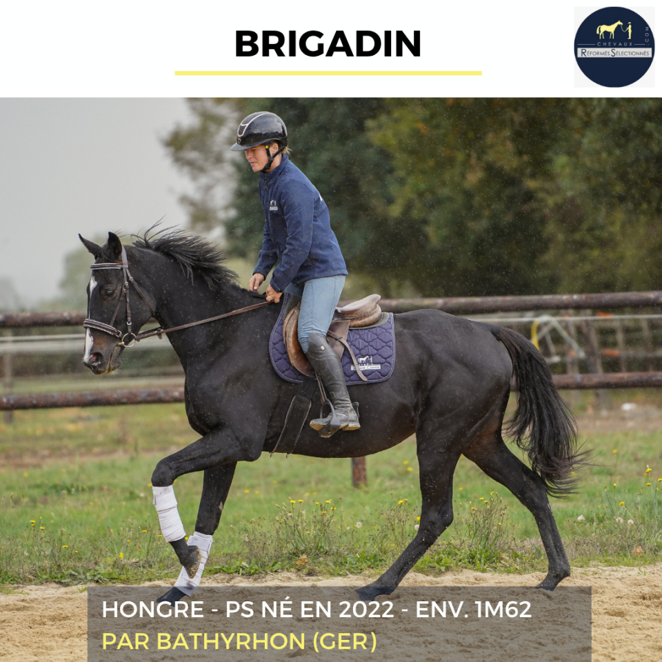 Gelding Thoroughbred For sale 2022 Black