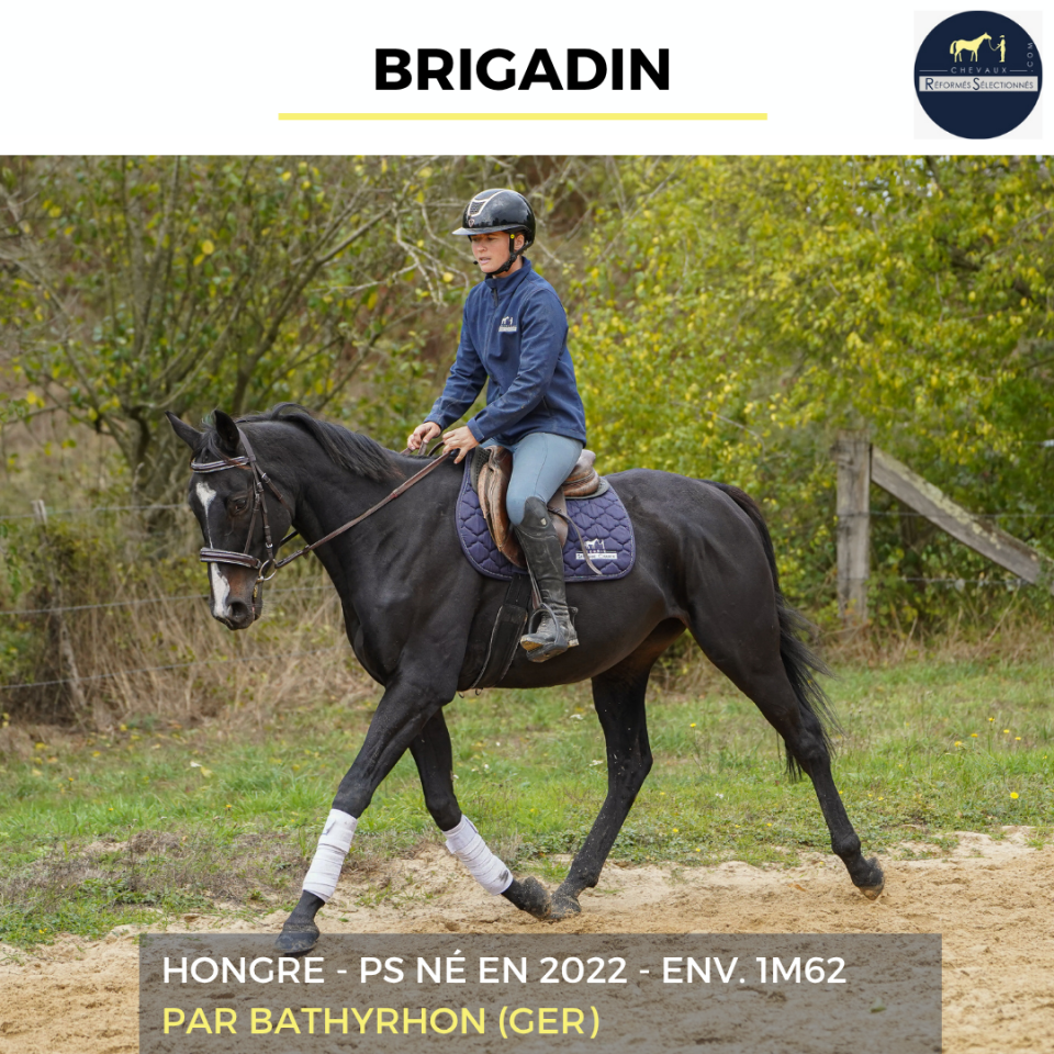 Gelding Thoroughbred For sale 2022 Black
