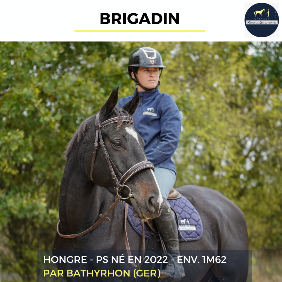 Gelding Thoroughbred For sale 2022 Black