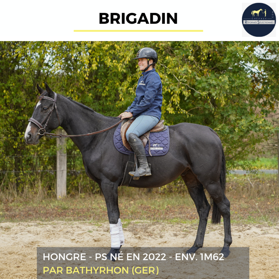 Gelding Thoroughbred For sale 2022 Black