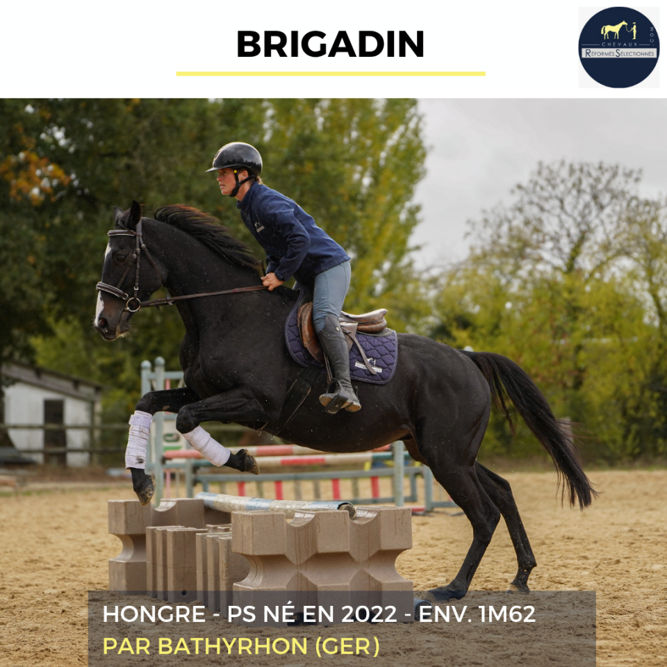 Gelding Thoroughbred For sale 2022 Black