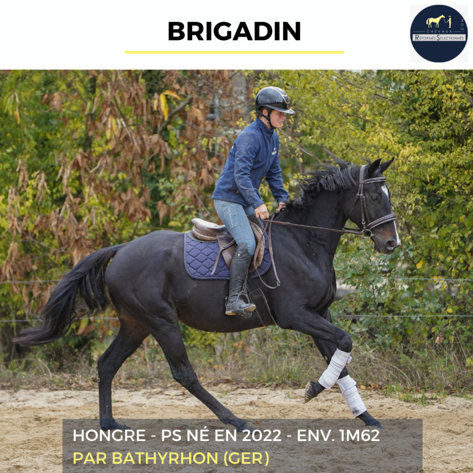Gelding Thoroughbred For sale 2022 Black