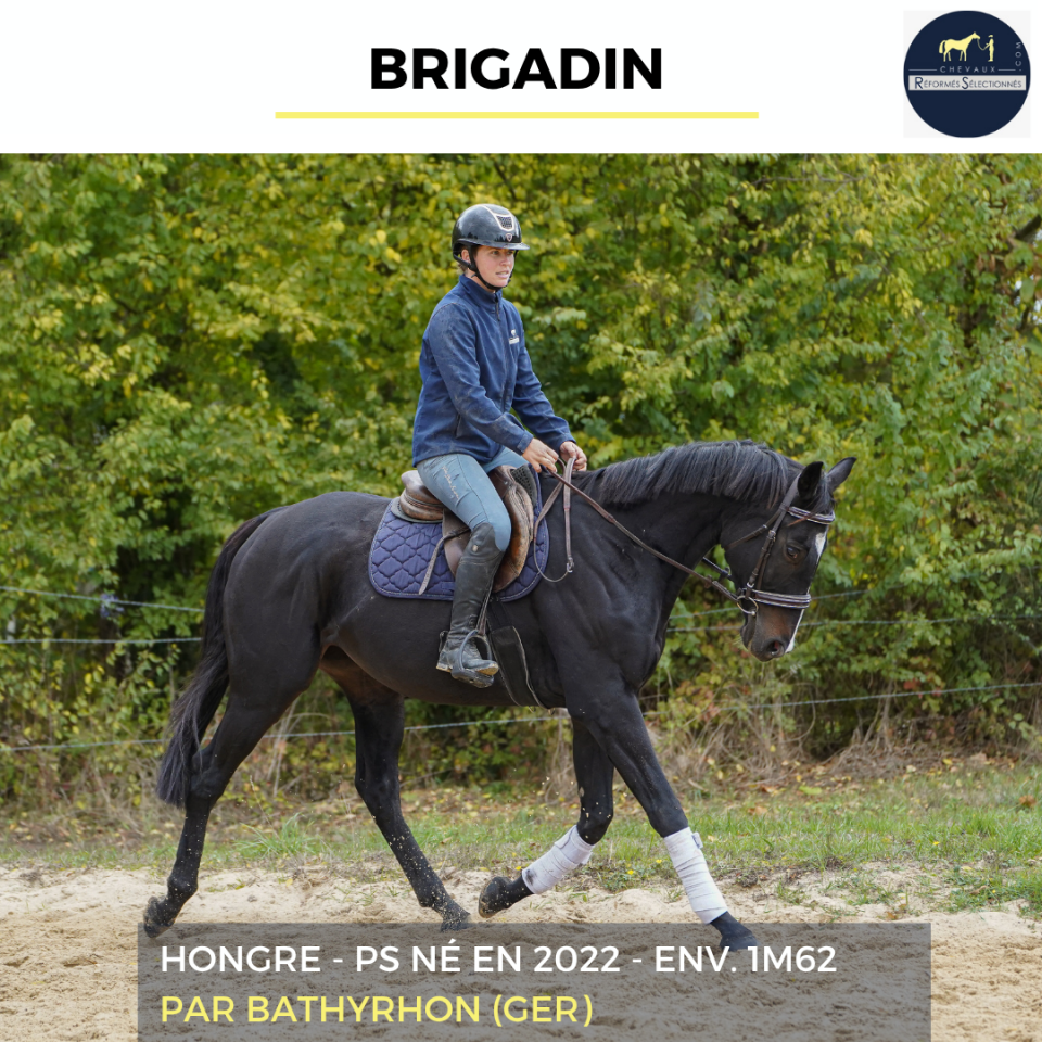 Gelding Thoroughbred For sale 2022 Black