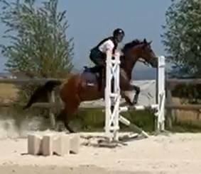 Gelding Thoroughbred For sale 2021 Bay