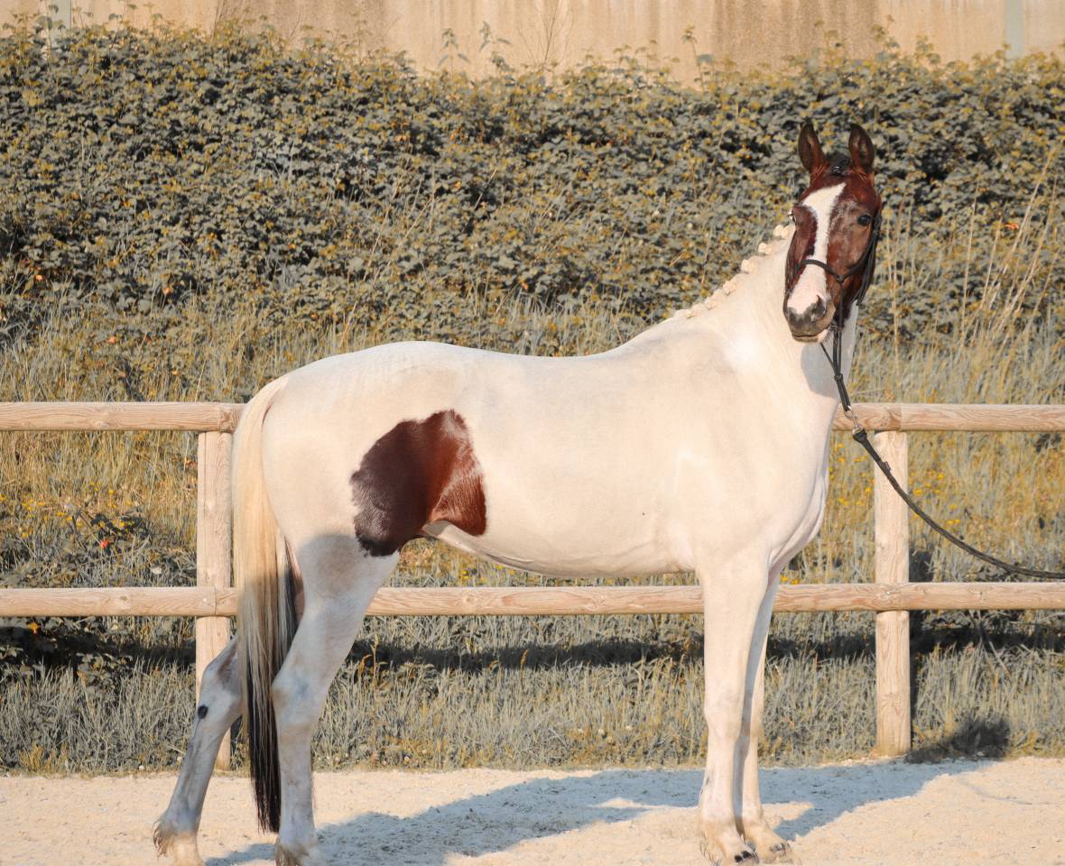 Mare KWPN Dutch Warmblood For sale 2023 Tobiano