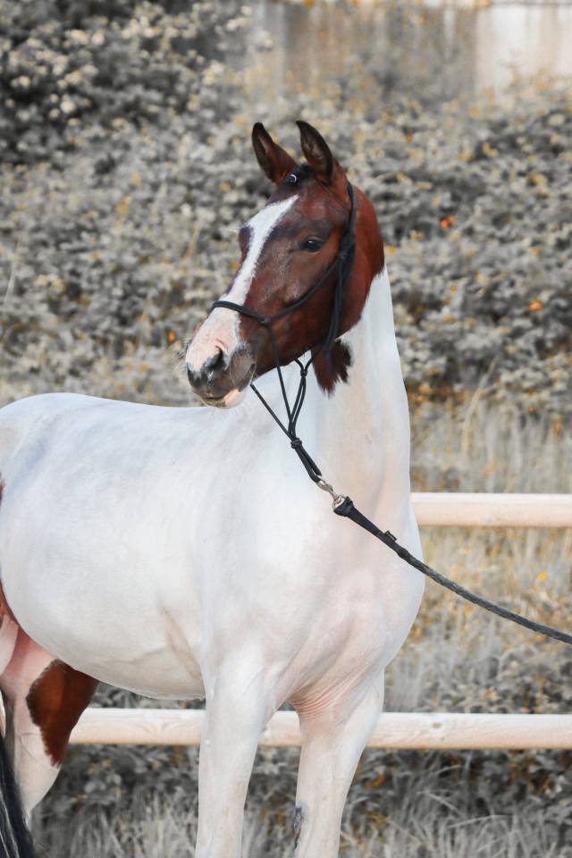 Mare KWPN Dutch Warmblood For sale 2023 Tobiano