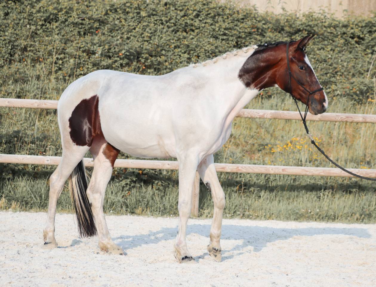 Mare KWPN Dutch Warmblood For sale 2023 Tobiano
