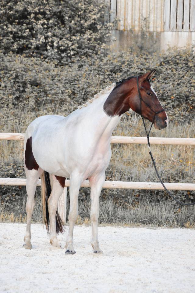 Mare KWPN Dutch Warmblood For sale 2023 Tobiano