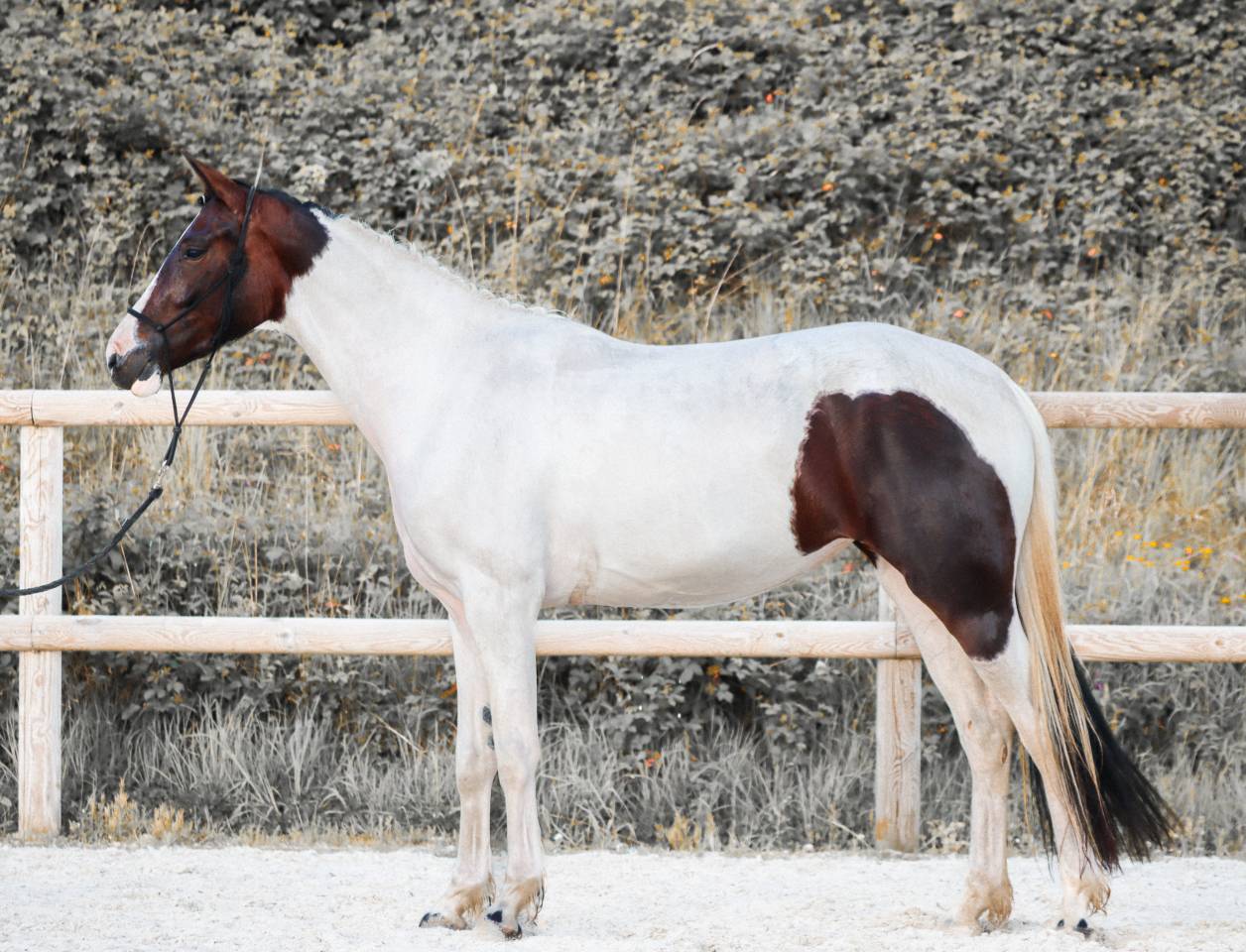 Mare KWPN Dutch Warmblood For sale 2023 Tobiano
