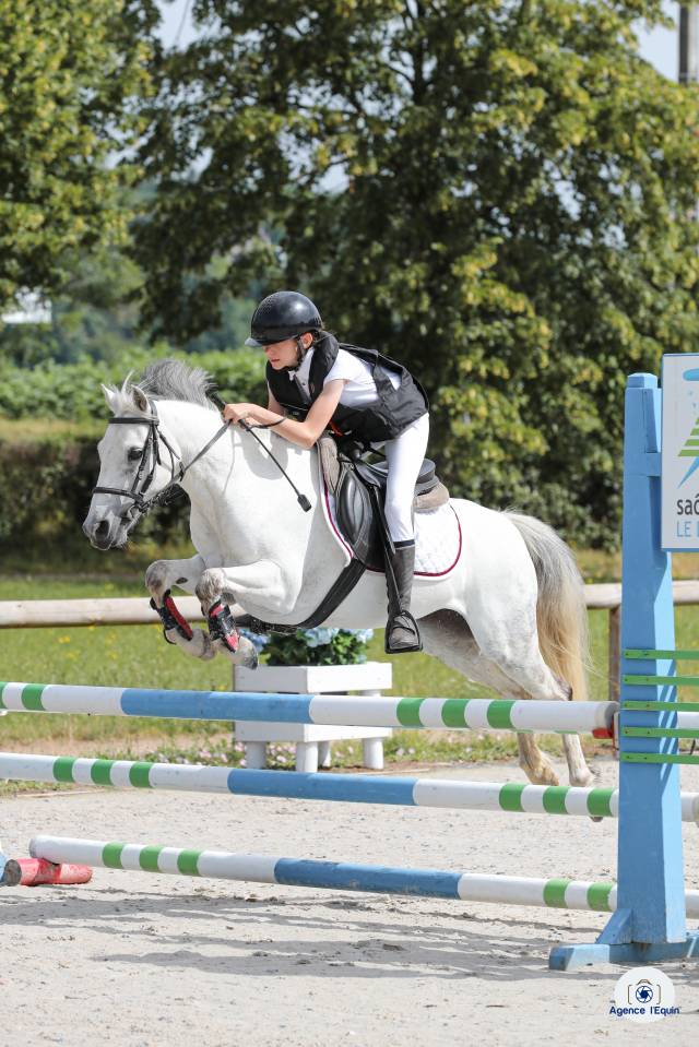 Broodmare Welsh Pony (Section B) For sale 2010 Grey