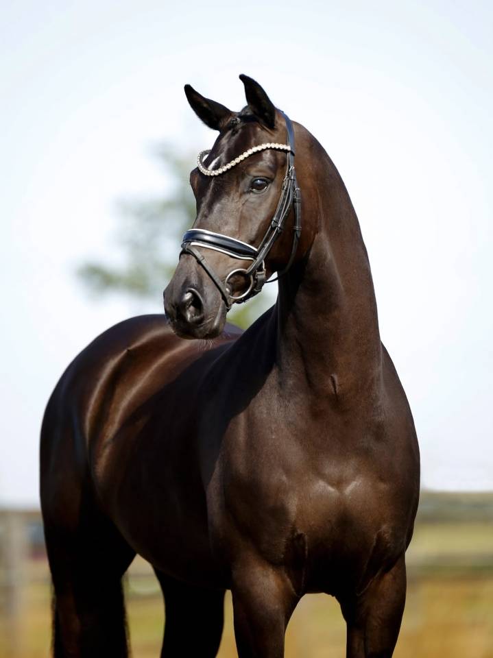 Gelding KWPN Dutch Warmblood For sale 2020 Black