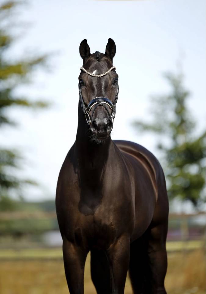 Gelding KWPN Dutch Warmblood For sale 2020 Black