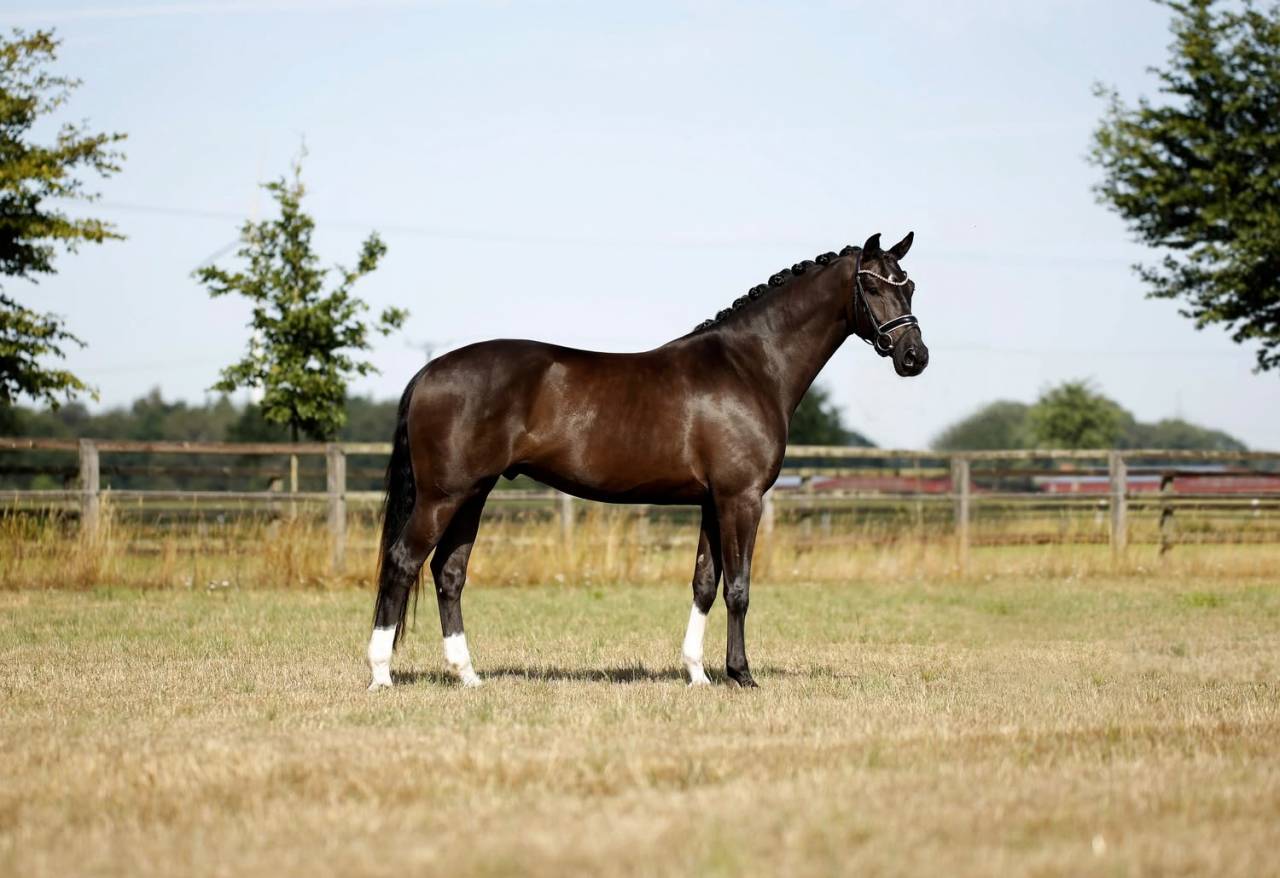 Gelding KWPN Dutch Warmblood For sale 2020 Black