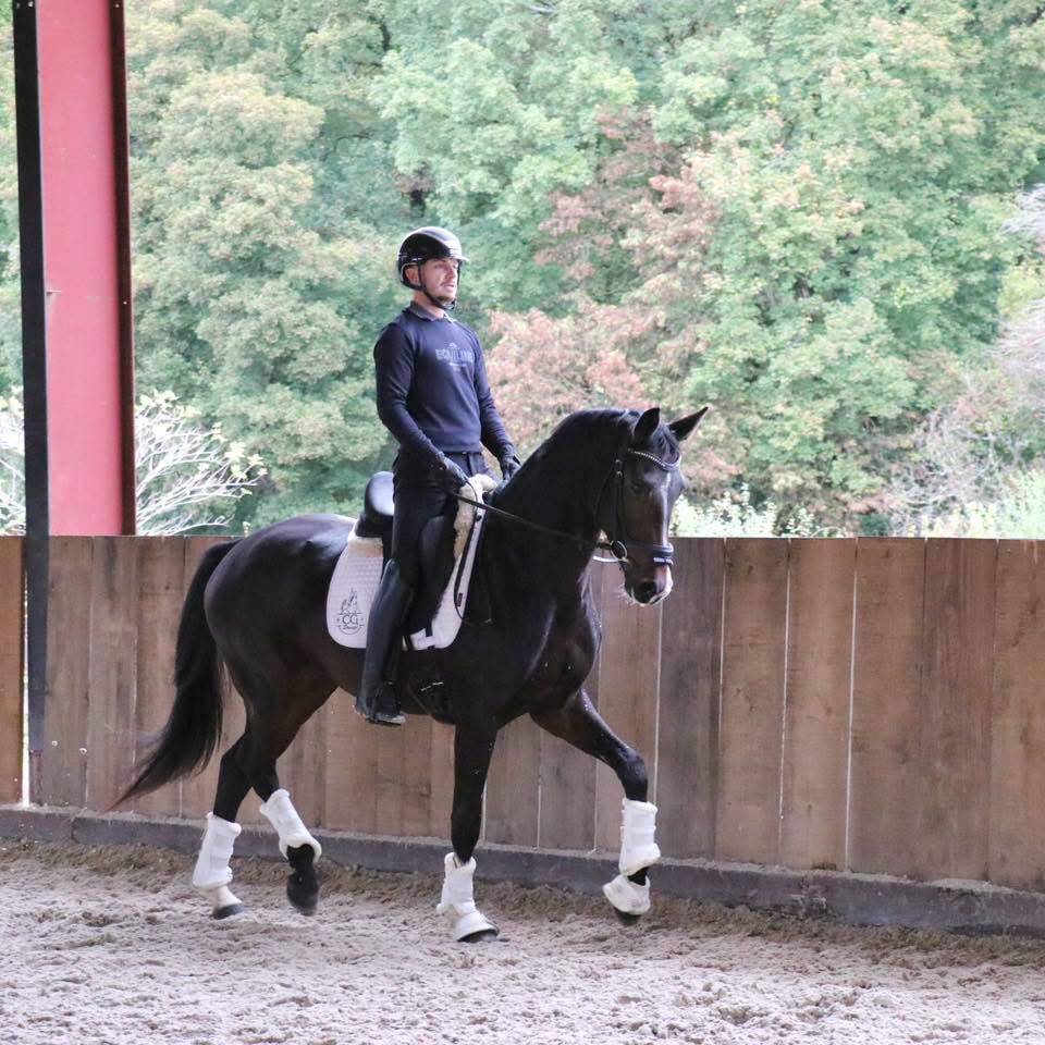 Gelding KWPN Dutch Warmblood For sale 2023 Dark Bay