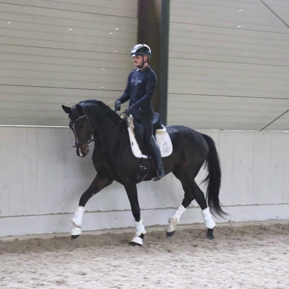 Gelding KWPN Dutch Warmblood For sale 2023 Dark Bay