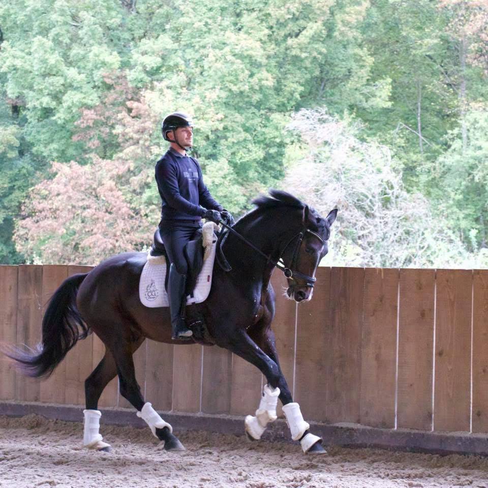 Gelding KWPN Dutch Warmblood For sale 2023 Dark Bay