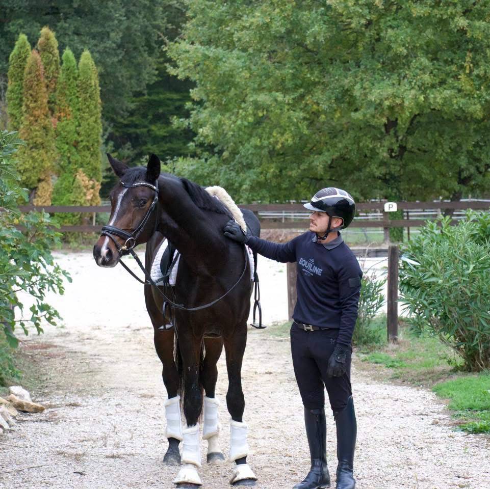 Gelding KWPN Dutch Warmblood For sale 2023 Dark Bay