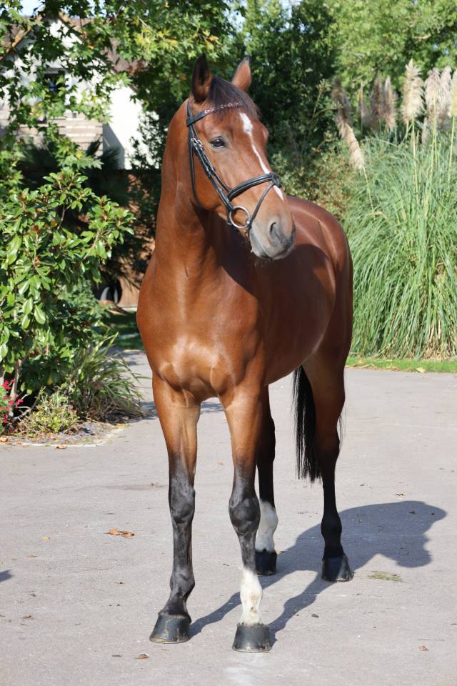 Gelding Selle Fran&ccedil;ais For sale 2019 Bay