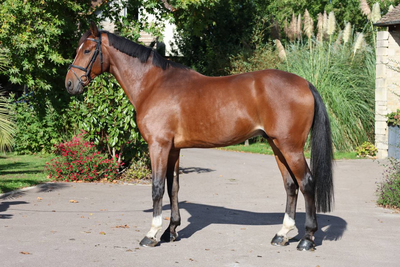 Gelding Selle Fran&ccedil;ais For sale 2019 Bay