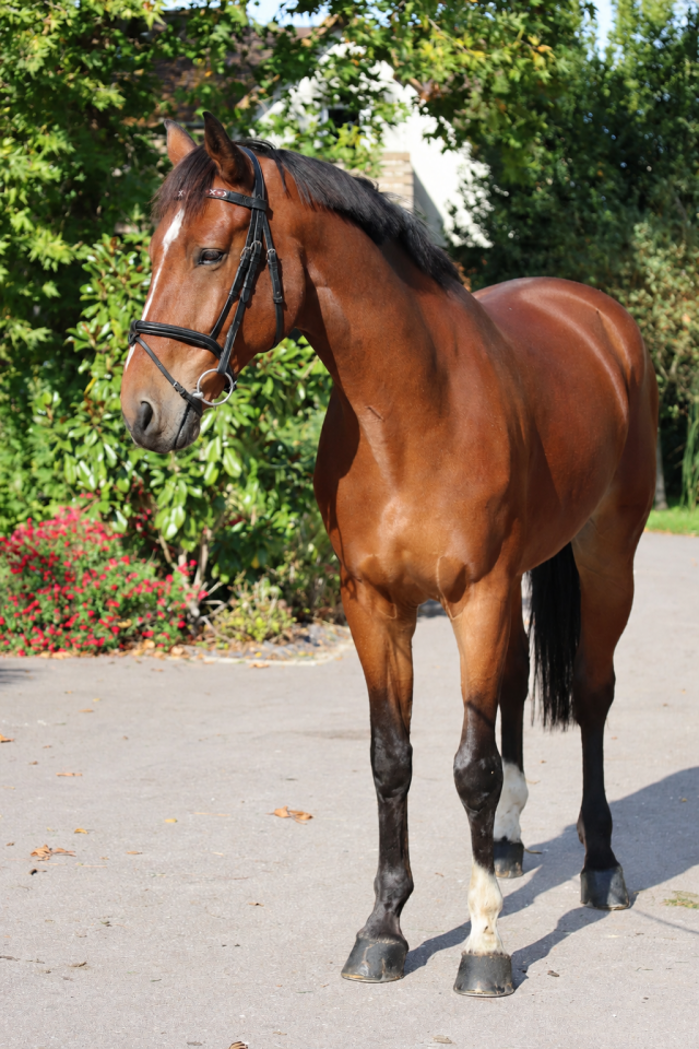 Gelding Selle Fran&ccedil;ais For sale 2019 Bay