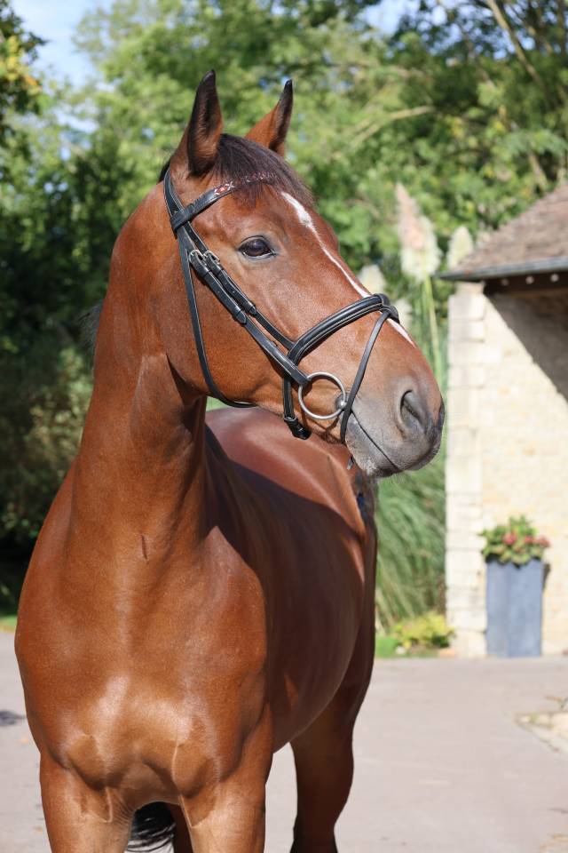 Gelding Selle Fran&ccedil;ais For sale 2019 Bay