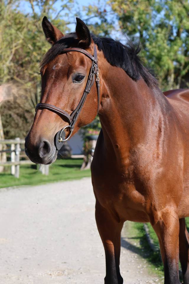 Mare Selle Fran&ccedil;ais For sale 2018 Bay
