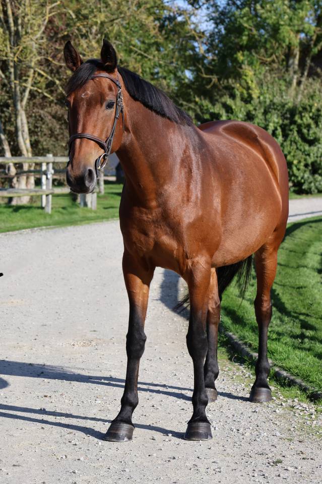 Mare Selle Fran&ccedil;ais For sale 2018 Bay