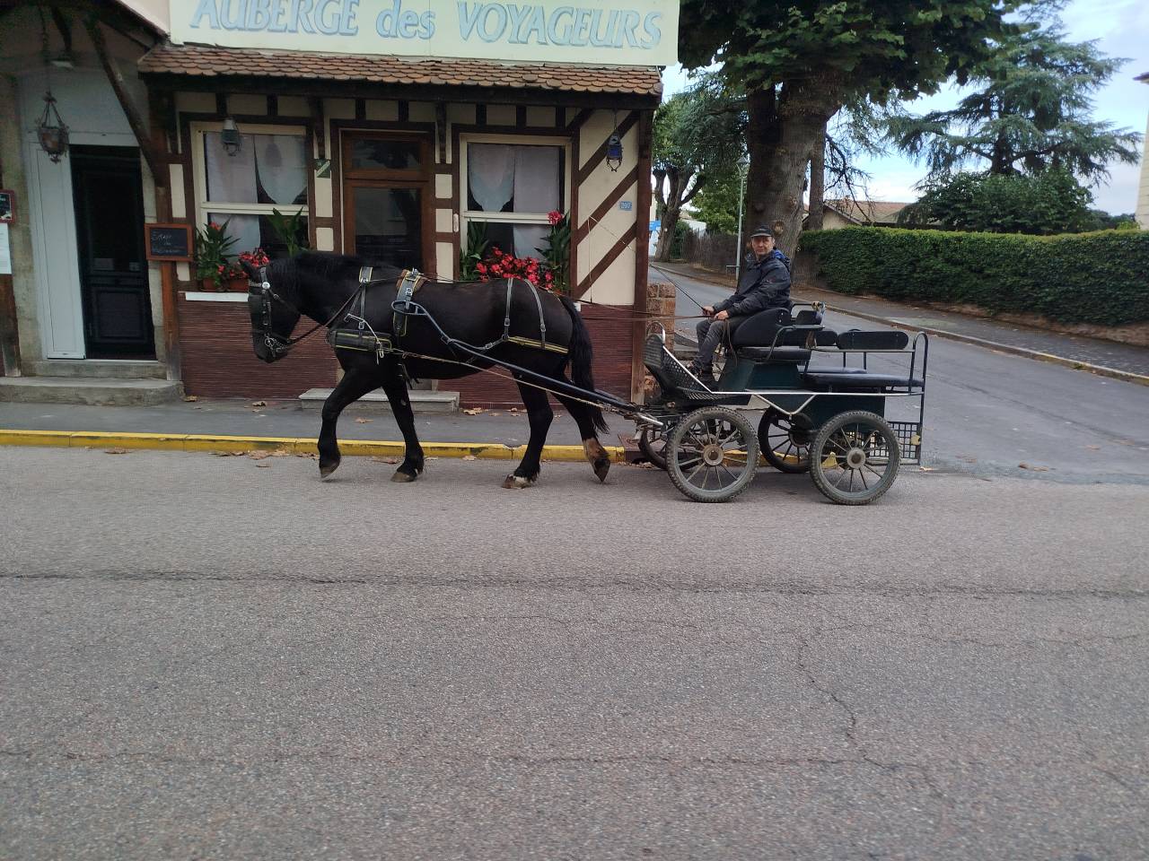 Mare Percheron For sale 2023 Dark Bay